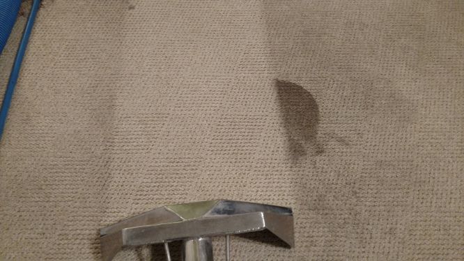 how to remove pet stains from carpet