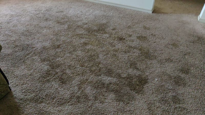 Carpet badly stained and discolored by repeated dog urine